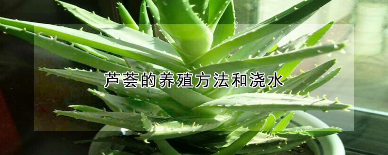 蘆薈的養(yǎng)殖方法和澆水