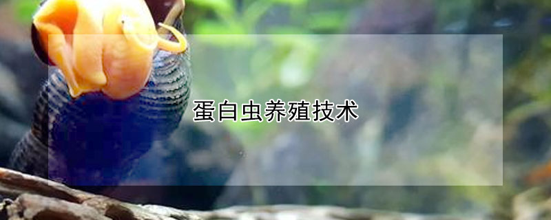 蛋白蟲養(yǎng)殖技術