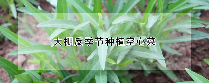 大棚反季節種植空心菜