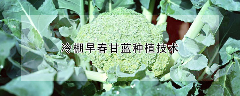 冷棚早春甘藍種植技術