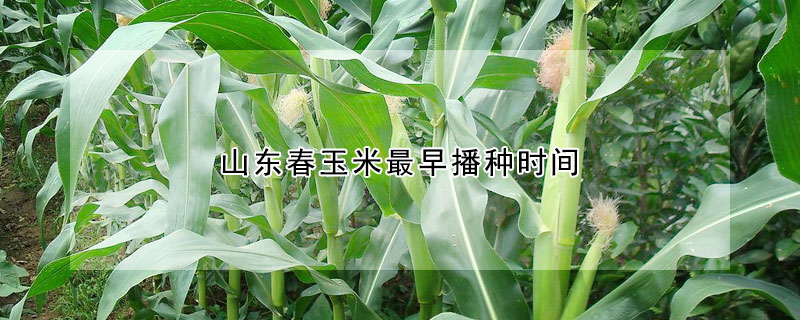 山東春玉米最早播種時(shí)間