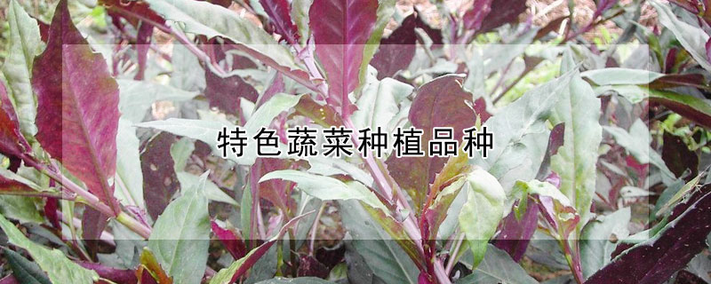 特色蔬菜種植品種