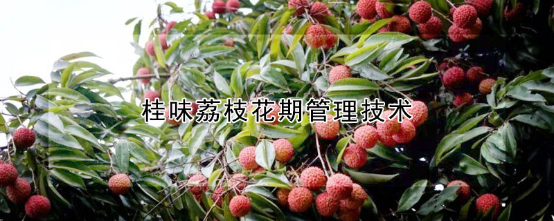 桂味荔枝花期管理技術(shù)