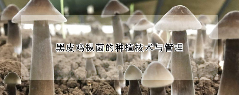 黑皮雞樅菌的種植技術與管理