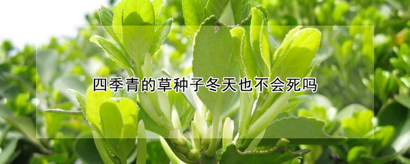 四季青的草種子冬天也不會(huì)死嗎