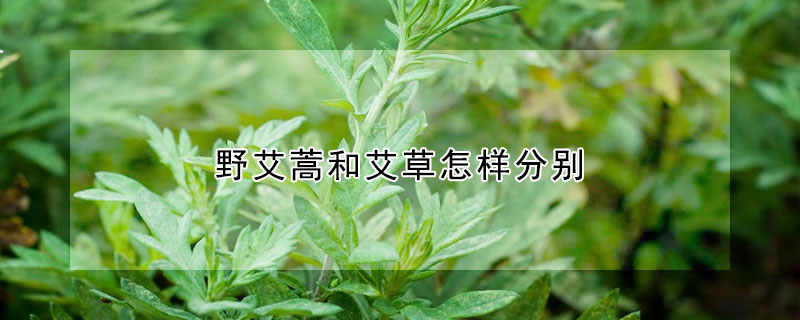 野艾蒿和艾草怎樣分別