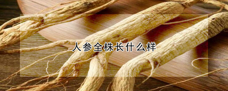 人參全株長(zhǎng)什么樣