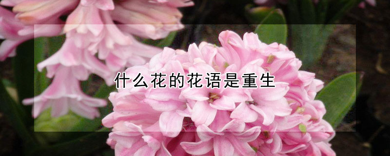 什么花的花語是重生