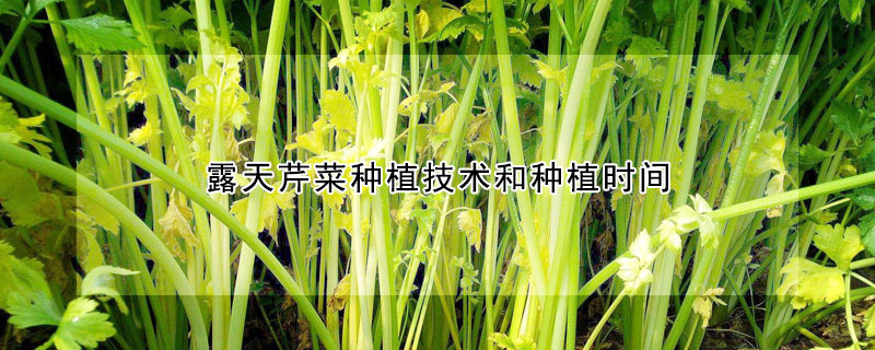 露天芹菜種植技術(shù)和種植時間