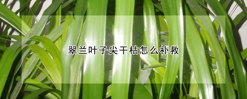 翠蘭葉子尖干枯怎么補(bǔ)救