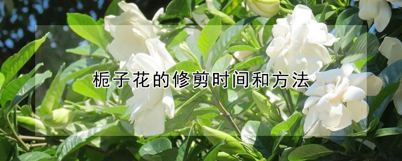 梔子花的修剪時間和方法