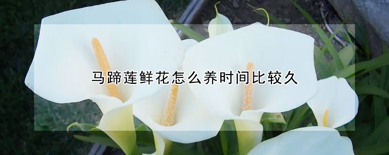 馬蹄蓮鮮花怎么養(yǎng)時(shí)間比較久