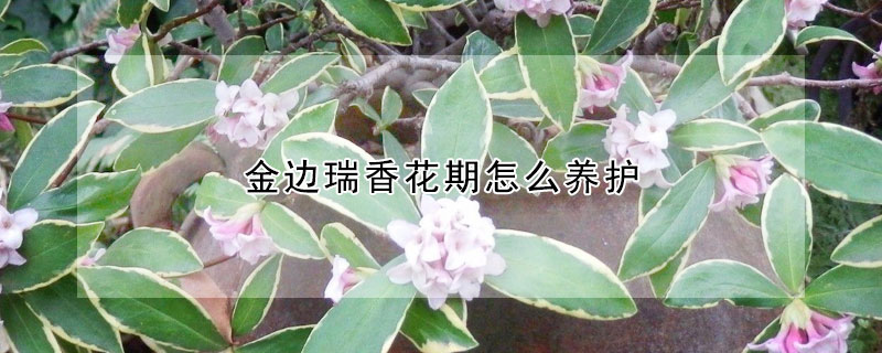 金邊瑞香花期怎么養護