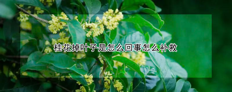 桂花掉葉子是怎么回事怎么補(bǔ)救