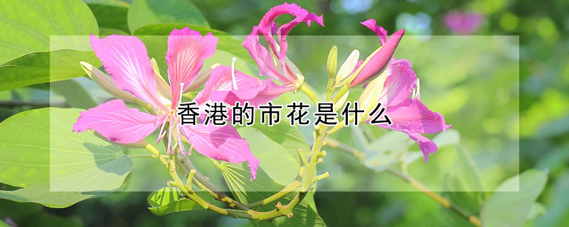 香港的市花是什么