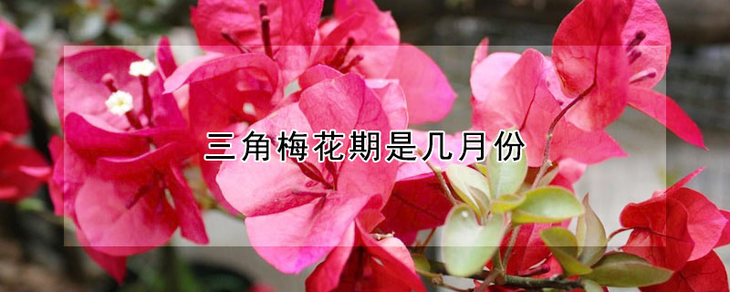 三角梅花期是幾月份