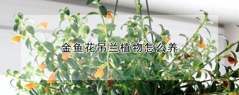 金魚花吊蘭植物怎么養(yǎng)