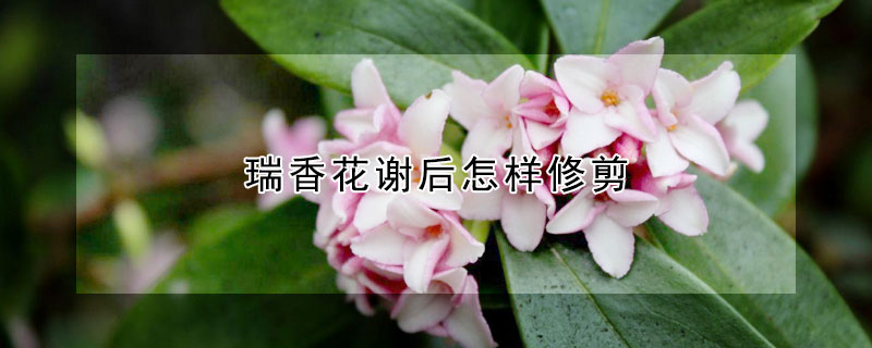 瑞香花謝后怎樣修剪