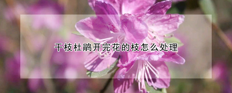 干枝杜鵑開完花的枝怎么處理