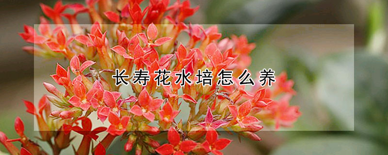 長壽花水培怎么養