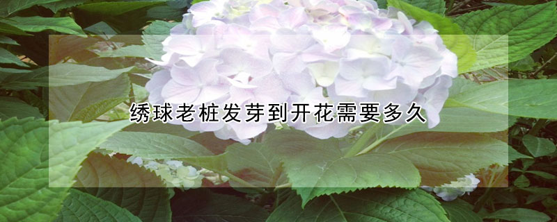 繡球老樁發(fā)芽到開花需要多久