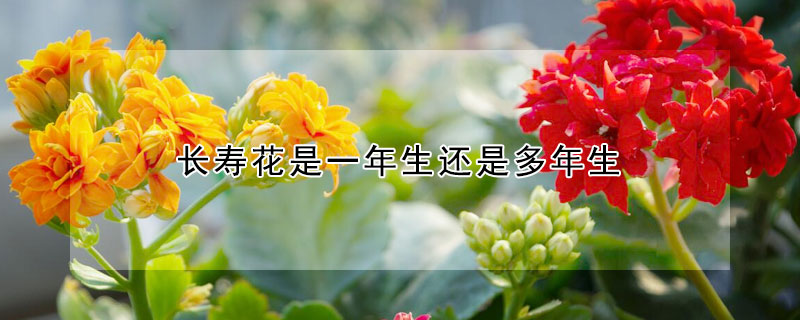 長壽花是一年生還是多年生