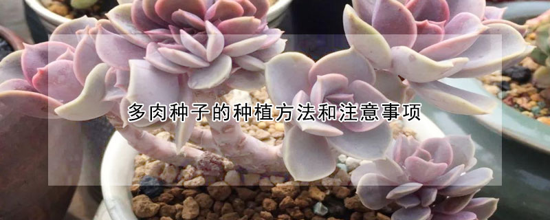 多肉種子的種植方法和注意事項