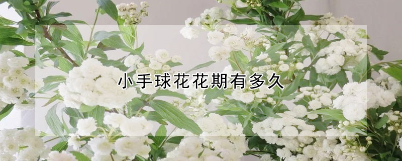 小手球花花期有多久