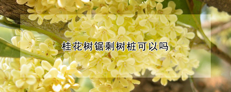 桂花樹鋸剩樹樁可以嗎