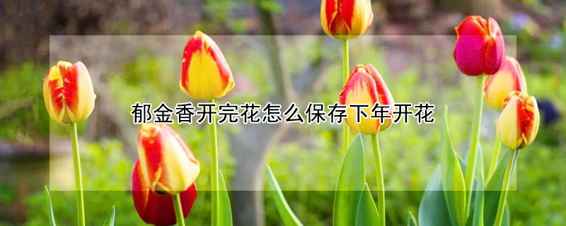 郁金香開完花怎么保存下年開花