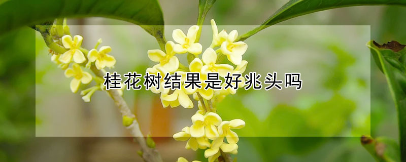 桂花樹(shù)結(jié)果是好兆頭嗎