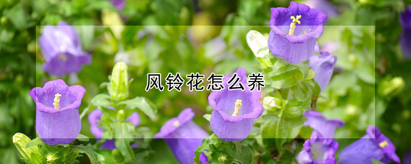 風(fēng)鈴花怎么養(yǎng)