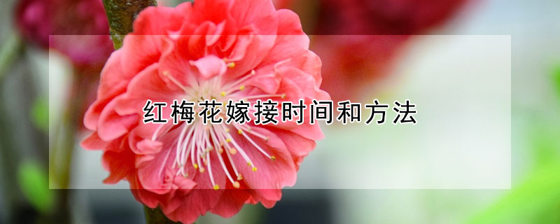 紅梅花嫁接時間和方法