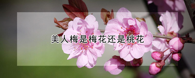 美人梅是梅花還是桃花