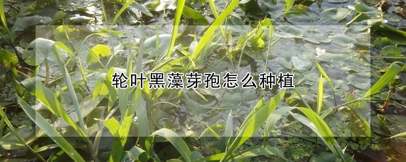 輪葉黑藻芽孢怎么種植