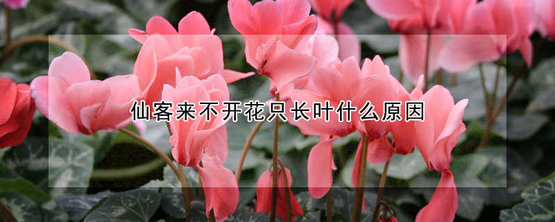 仙客來(lái)不開花只長(zhǎng)葉什么原因