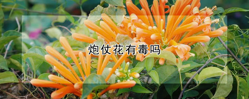 炮仗花有毒嗎