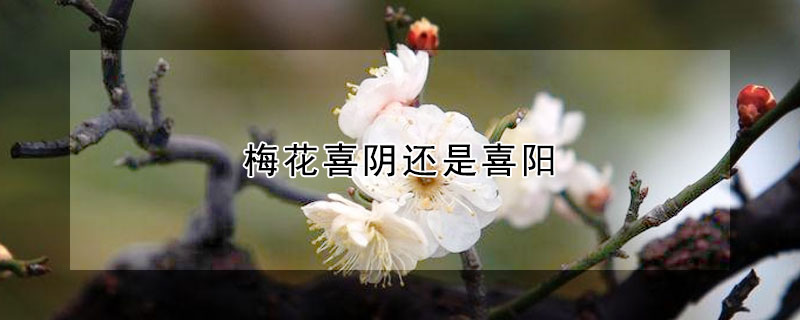 梅花喜陰還是喜陽(yáng)