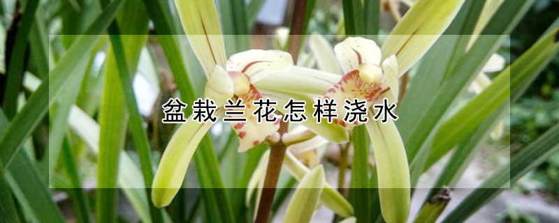 盆栽蘭花怎樣澆水