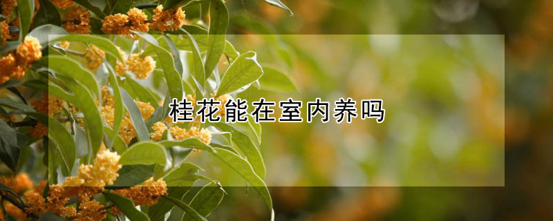 桂花能在室內(nèi)養(yǎng)嗎