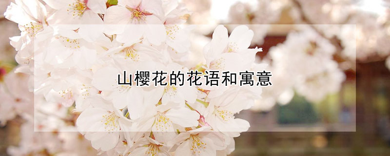 山櫻花的花語和寓意