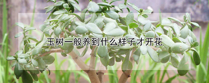 玉樹一般養到什么樣子才開花