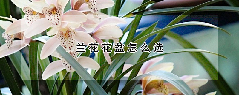 蘭花花盆怎么選