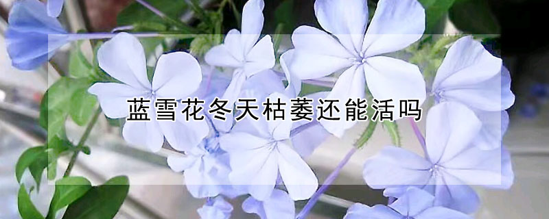 藍(lán)雪花冬天枯萎還能活嗎