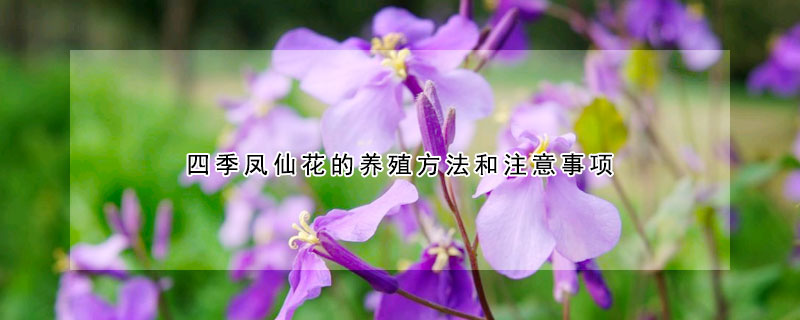 四季鳳仙花的養殖方法和注意事項