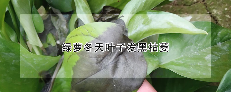 綠蘿冬天葉子發黑枯萎