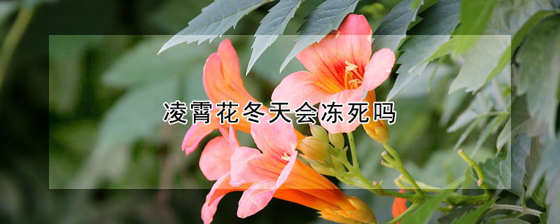 凌霄花冬天會凍死嗎