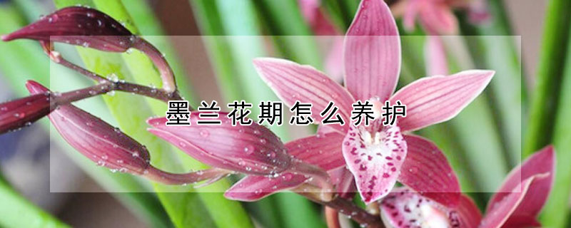 墨蘭花期怎么養(yǎng)護(hù)