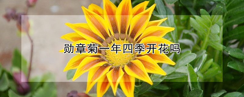 勛章菊一年四季開花嗎