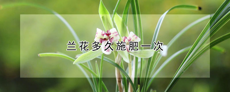 蘭花多久施肥一次